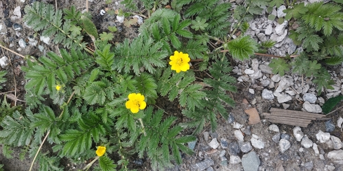 Argentina anserina (common silverweed)