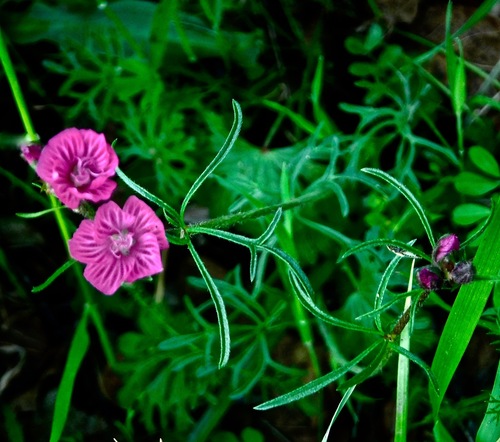 Sidalcea malviflora (Rose Checker-mallow) (alternate view 2)
