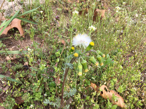 Senecio vulgaris (common groundsel)