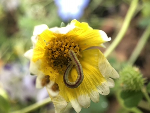 Layia platyglossa (tidy tips) (alternate view 6)