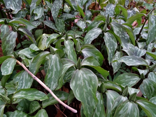 Trillium recurvatum (Prairie Trillium)