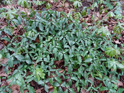 Trillium recurvatum (Prairie Trillium)