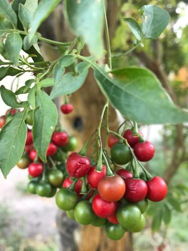 Solanum seaforthianum (Brazilian Nightshade)