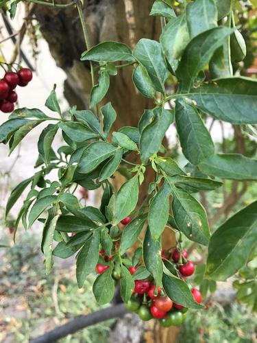 Solanum seaforthianum (Brazilian Nightshade) (alternate view 2)