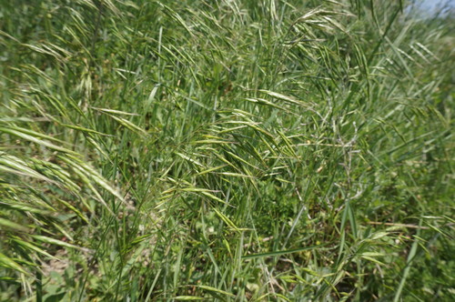 Bromus japonicus (Japanese brome) (alternate view 8)