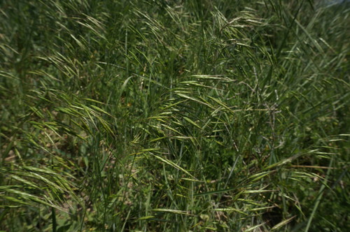 Bromus japonicus (Japanese brome) (alternate view 9)