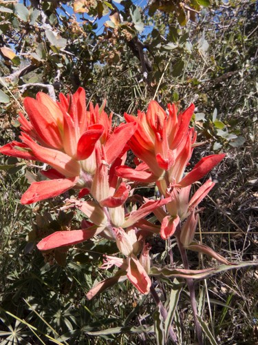 Castilleja integra (Wholeleaf Paintbrush) (alternate view 5)