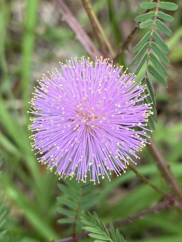 Mimosa microphylla (littleleaf sensitive-briar) (alternate view 2)