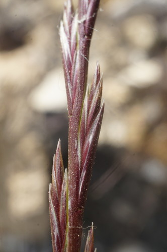 Lolium perenne (Perennial Ryegrass) (alternate view 2)