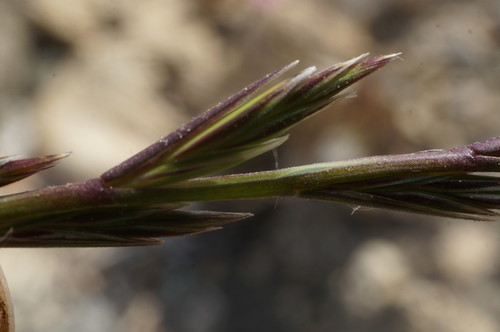 Lolium perenne (Perennial Ryegrass) (alternate view 3)