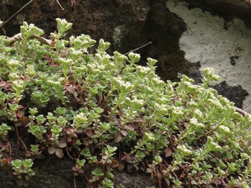Sedum ternatum (woodland stonecrop) (alternate view 2)