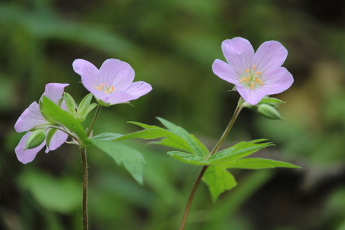 Geranium maculatum (wild geranium)