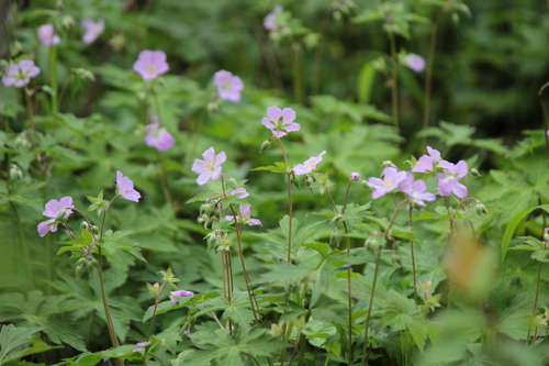 Geranium maculatum (wild geranium)