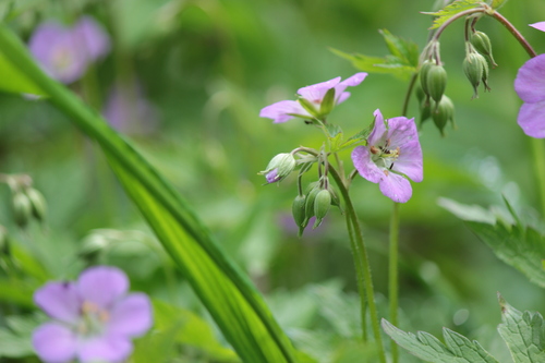 Geranium maculatum (wild geranium)