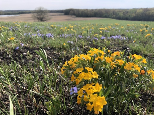 Lithospermum canescens (hoary puccoon)