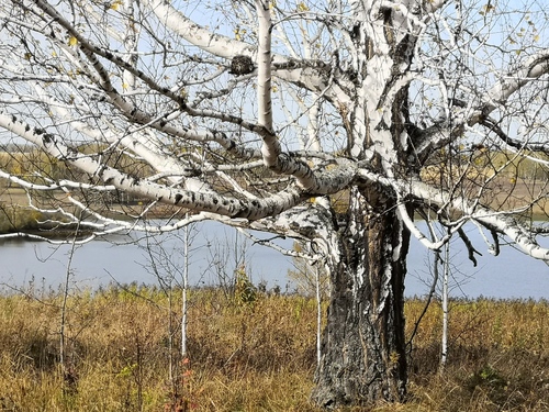 Betula pendula (European white birch) (alternate view 8)