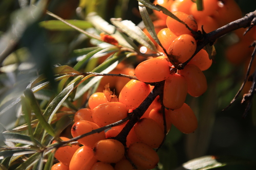 Hippophae rhamnoides (Sea-buckthorn)