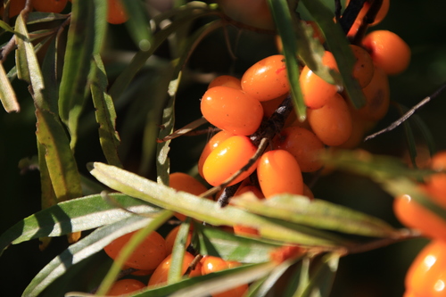 Hippophae rhamnoides (Sea-buckthorn)