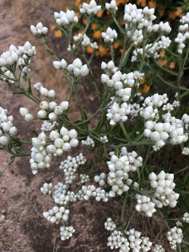 Pseudognaphalium californicum (California cudweed) (alternate view 6)