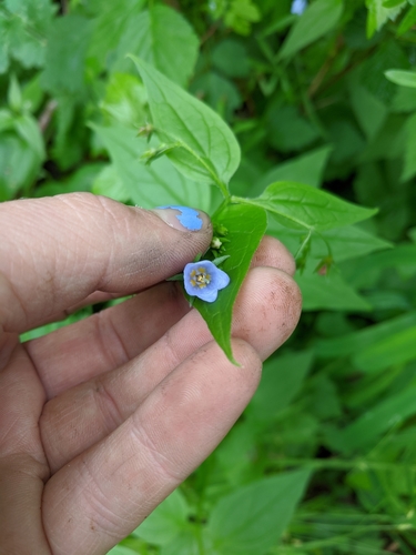 Mertensia platyphylla (Broadleaf Bluebell)
