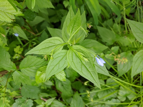 Mertensia platyphylla (Broadleaf Bluebell) (alternate view 2)