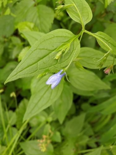 Mertensia platyphylla (Broadleaf Bluebell) (alternate view 3)