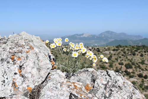 Anthemis (Chamomiles) (alternate view 10)