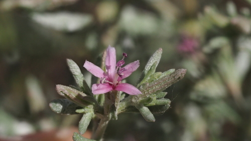 Frankenia salina (Alkali Heath) (alternate view 3)