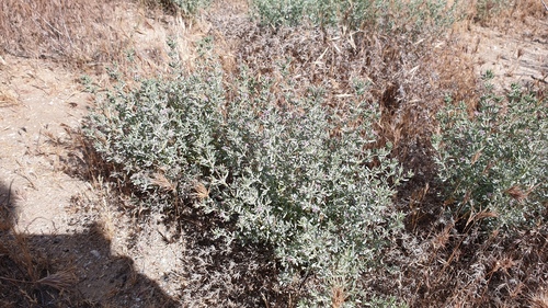 Frankenia salina (Alkali Heath) (alternate view 4)