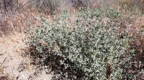 Frankenia salina (Alkali Heath) (alternate view 5)