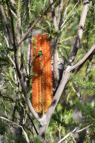 Banksia ericifolia (Heath-leaved banksia) (alternate view 6)