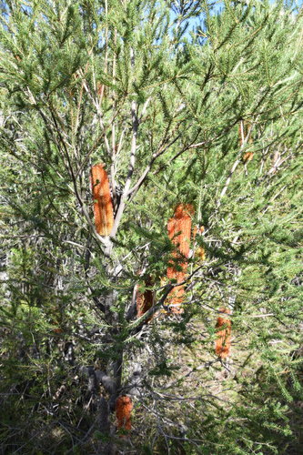 Banksia ericifolia (Heath-leaved banksia) (alternate view 7)
