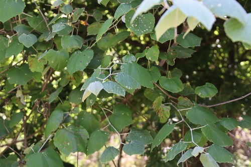 Vitis mustangensis (mustang grape) (alternate view 3)