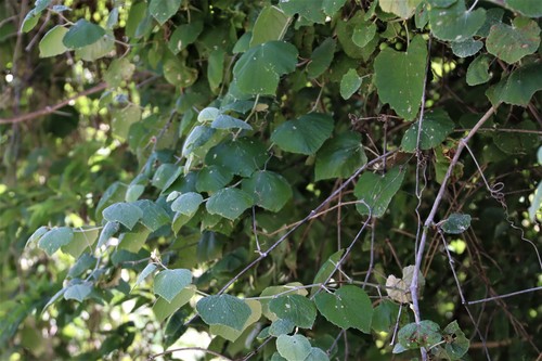 Vitis mustangensis (mustang grape) (alternate view 2)
