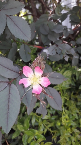Rosa glauca (redleaf rose) (alternate view 5)