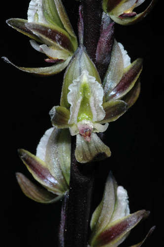 Prasophyllum elatum (Tall Leek Orchid) (alternate view 3)