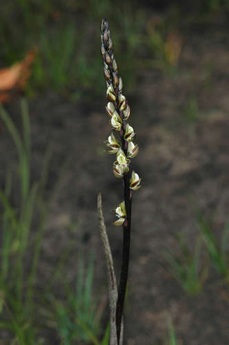 Prasophyllum elatum (Tall Leek Orchid) (alternate view 4)