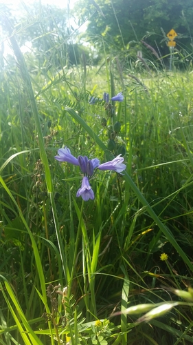 Triteleia grandiflora (large-flowered triteleia) (alternate view 8)