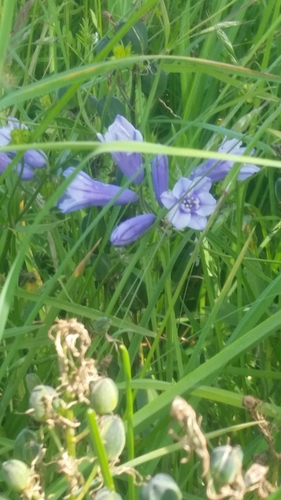 Triteleia grandiflora (large-flowered triteleia) (alternate view 7)