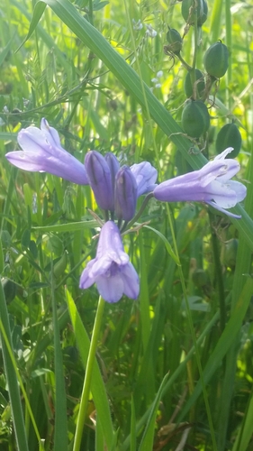 Triteleia grandiflora (large-flowered triteleia) (alternate view 6)