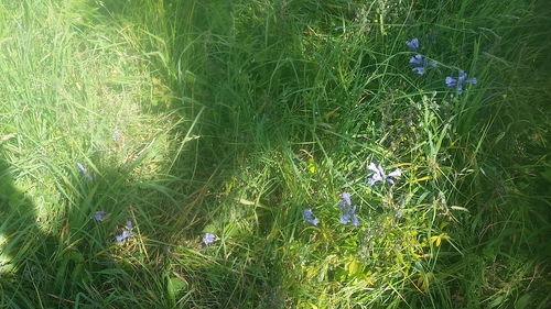 Triteleia grandiflora (large-flowered triteleia) (alternate view 9)