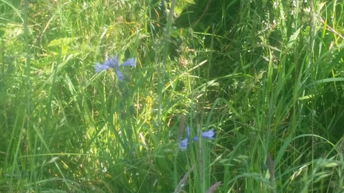 Triteleia grandiflora (large-flowered triteleia) (alternate view 10)