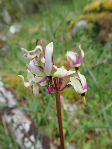 Primula hendersonii (Henderson's shooting star) (alternate view 9)