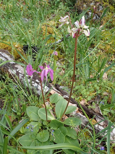 Primula hendersonii (Henderson's shooting star) (alternate view 10)