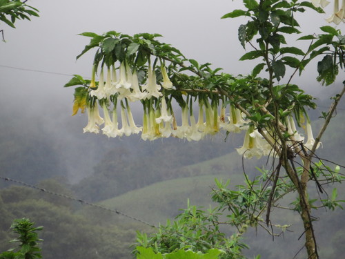 Brugmansia (angel's trumpets) (alternate view 8)