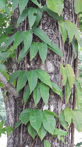 Dolichandra unguis-cati (Catclaw vine) (alternate view 4)