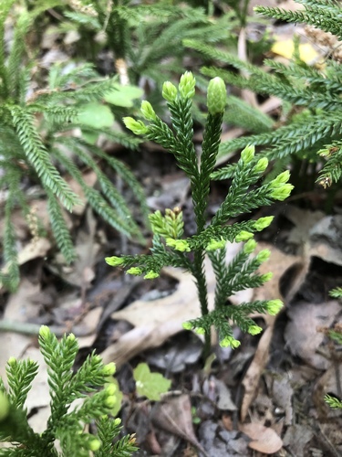 Dendrolycopodium obscurum (flat-branched tree-clubmoss) (alternate view 2)