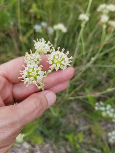 Hymenopappus scabiosaeus (Carolina Woollywhite) (alternate view 5)