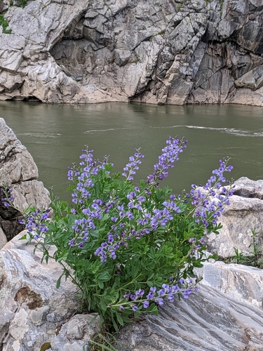 Baptisia australis (Blue Wild Indigo) (alternate view 4)