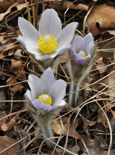 Pulsatilla nuttalliana (prairie pasqueflower)